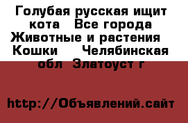 Голубая русская ищит кота - Все города Животные и растения » Кошки   . Челябинская обл.,Златоуст г.